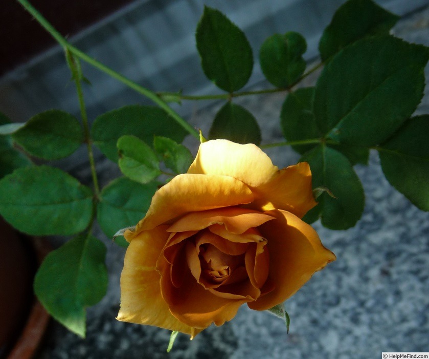 'Siena' rose photo