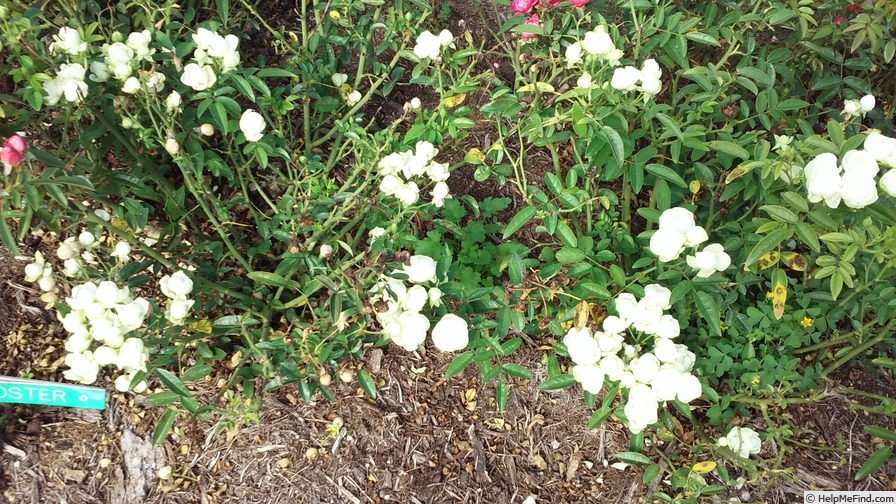 'White Koster' rose photo