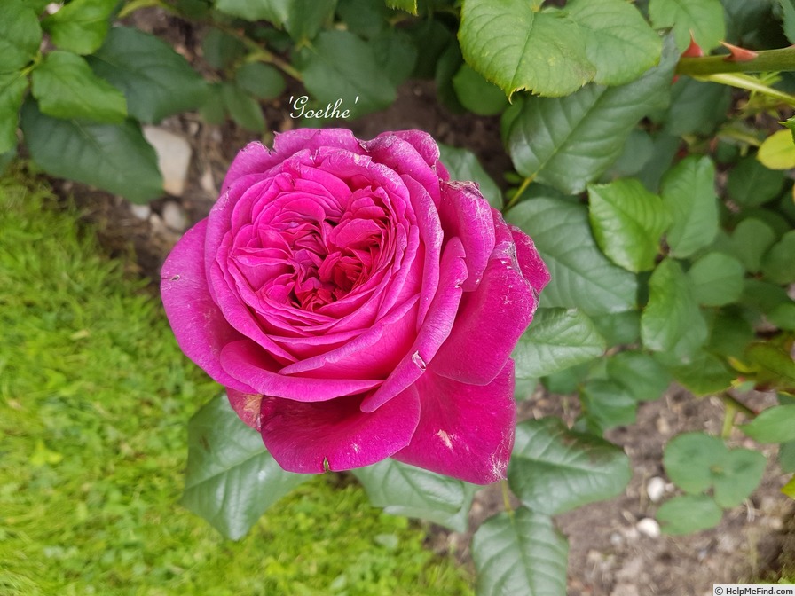'Goethe Rose' rose photo