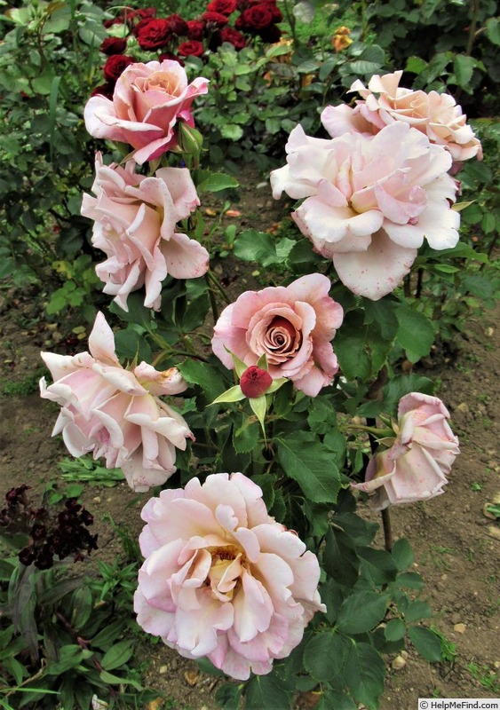 'Cafe au Lait' rose photo