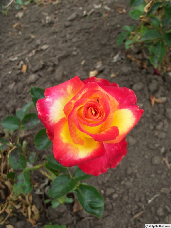 'Friendly' rose photo