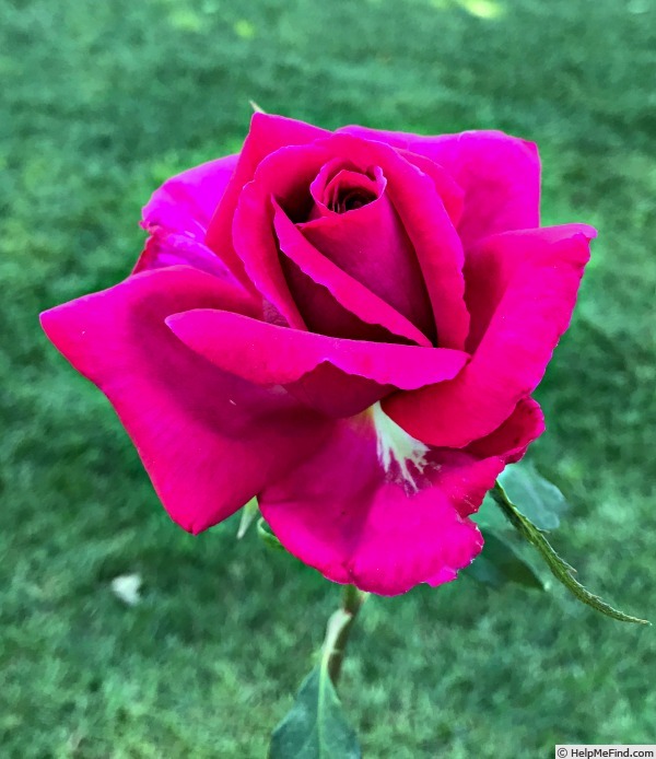 'Rose of Freedom' rose photo