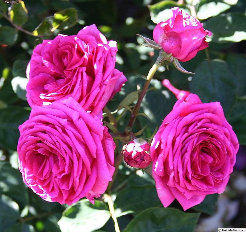 'Hollywood Dandy' rose photo