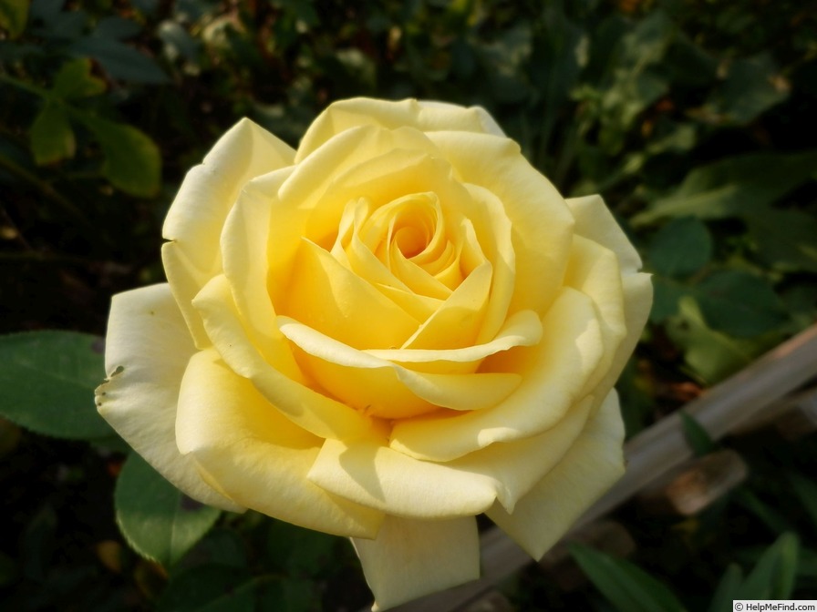 'Isabelle Joerger' rose photo
