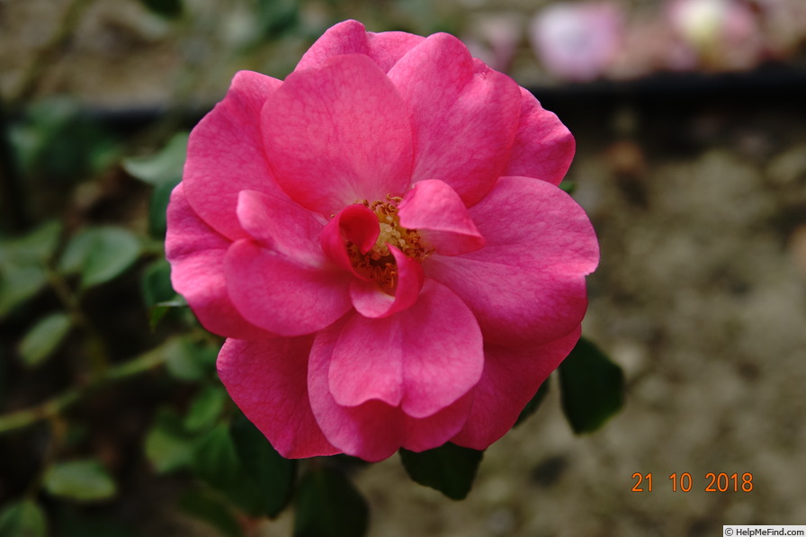 'Mirato ® (shrub, Evers/Tantau, 1990)' rose photo