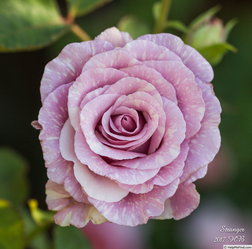 'Stranger' rose photo