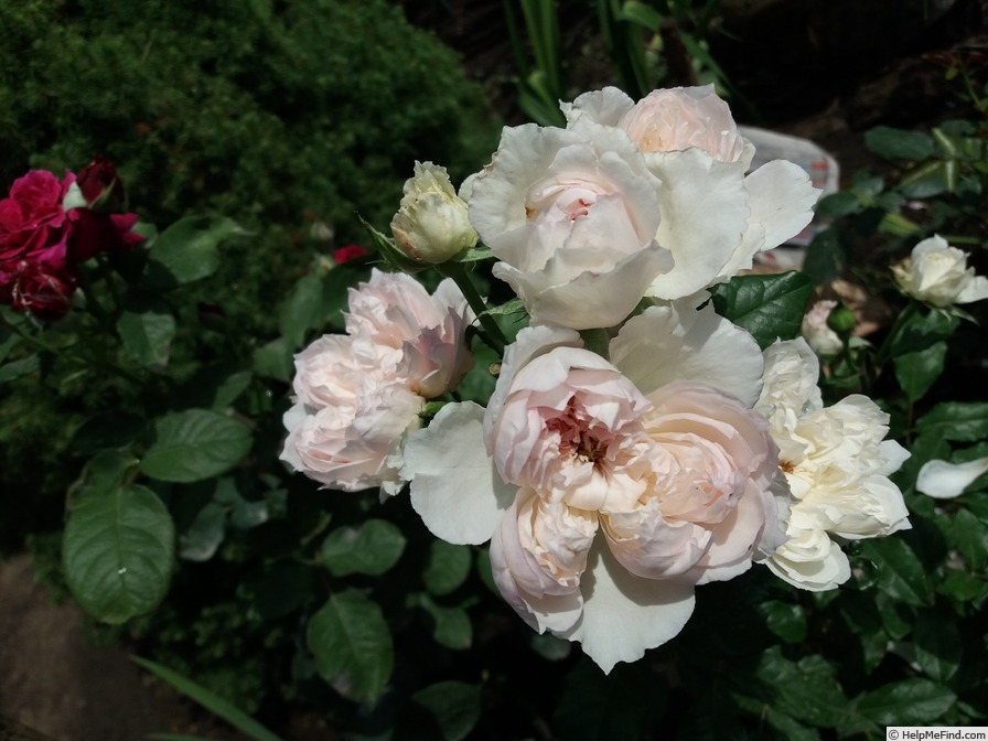 'Cecil de Volanges' rose photo