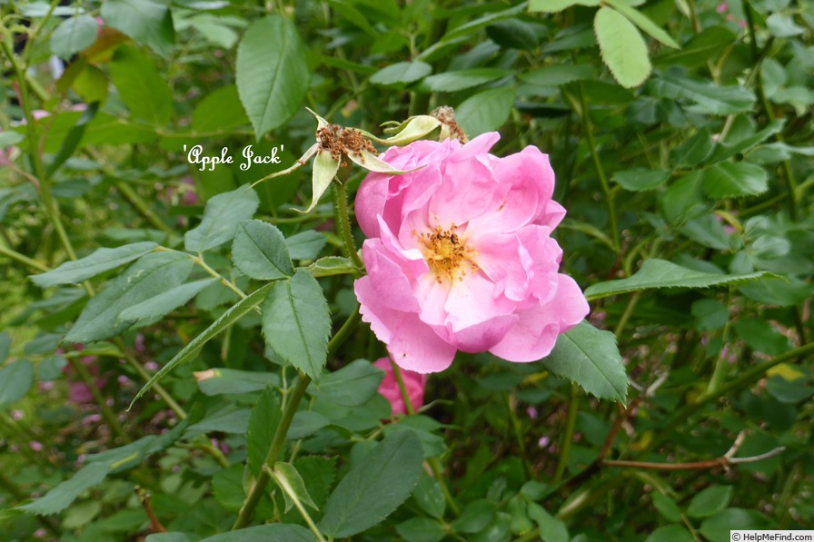 'Applejack (shrub, Buck, 1962/73)' rose photo