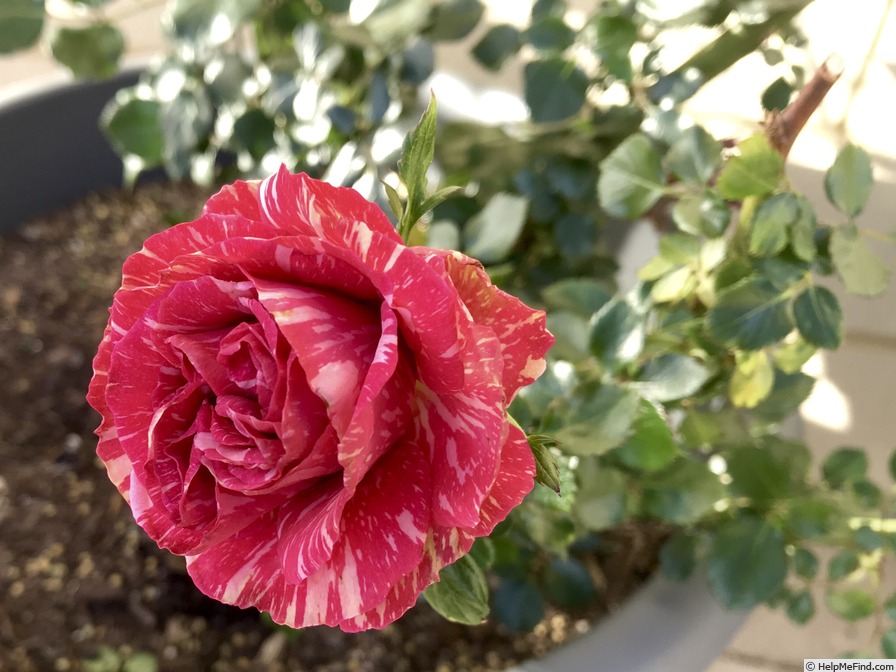 'Pink Intuition' rose photo