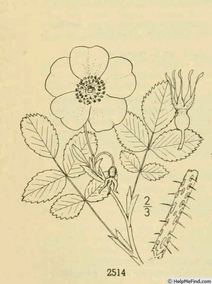 '<i>Rosa rivalis</i> Eastw. synonym' rose photo