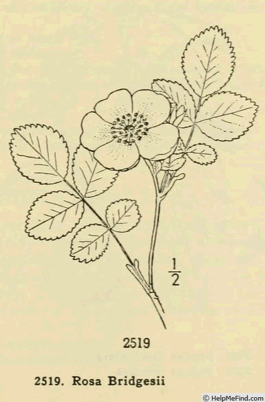 '<i>Rosa bridgesii</i> Crépin ex Rydberg' rose photo