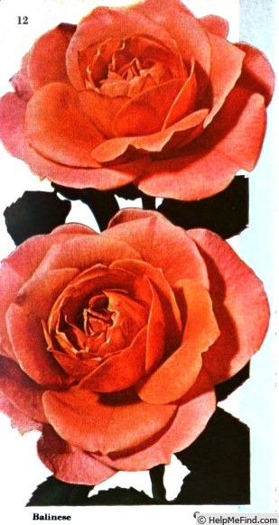 'Balinese' rose photo