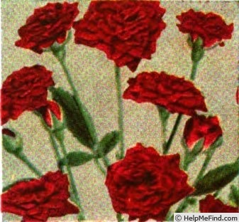 'Red Imp' rose photo