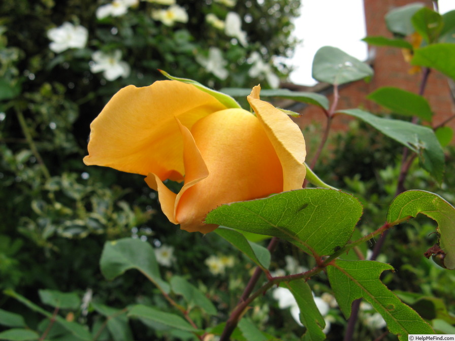 'Mrs. Oakley-Fisher (Hybrid Tea, Cant, 1921)' rose photo