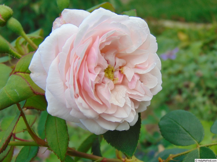 'Comtesse de Rocquigny' rose photo