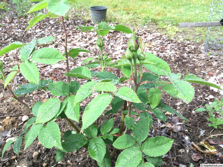 'Reine des Violettes (hybrid perpetual, Mille-Mallet 1860)' rose photo