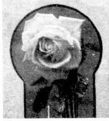 'White Lady (hybrid tea, Paul 1887)' rose photo
