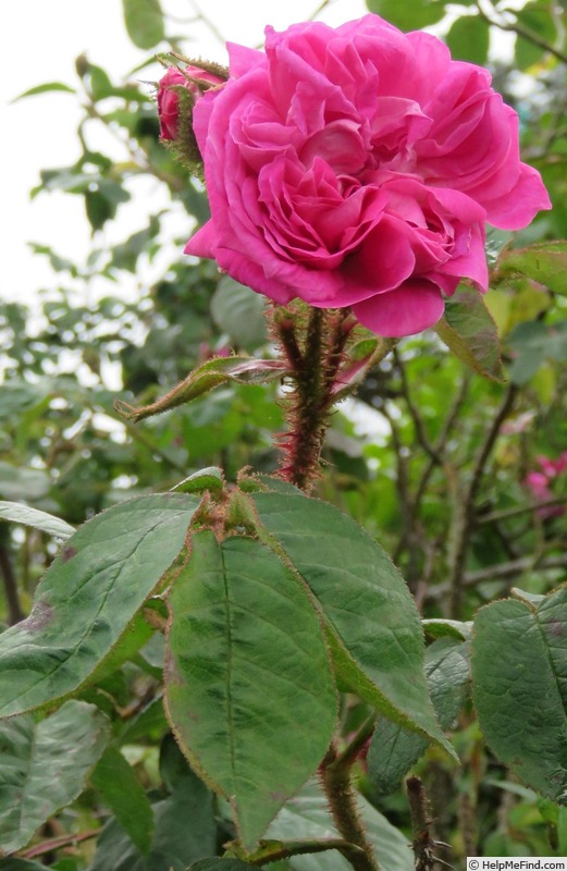 'Laneii' rose, click to enlarge 'Laneii' rose photo