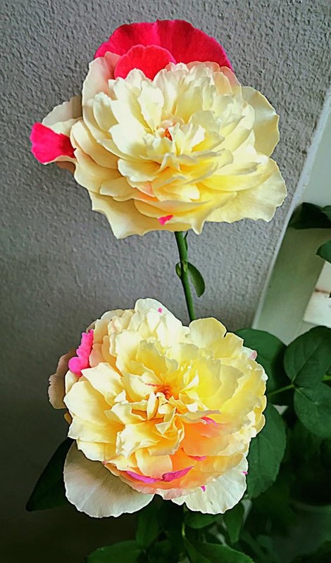 'Fūgetsu' rose photo