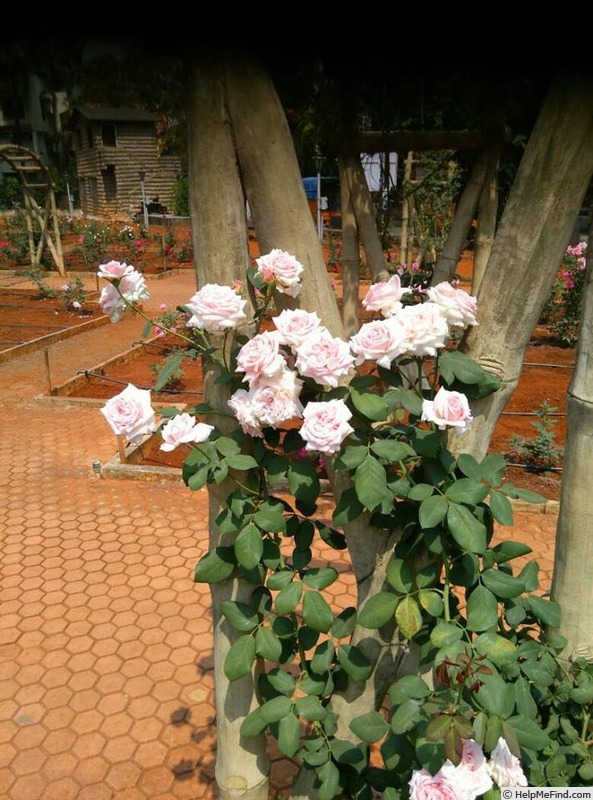 'Kanyakumari ™' rose photo