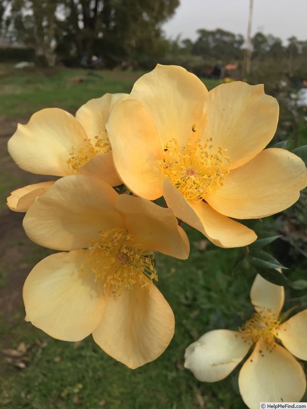 'Amber Cloud ™' rose photo