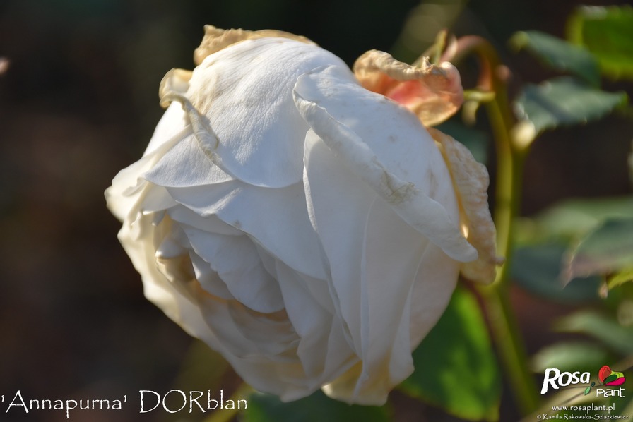'Annapurna (hybrid tea, Dorieux 2000)' rose photo