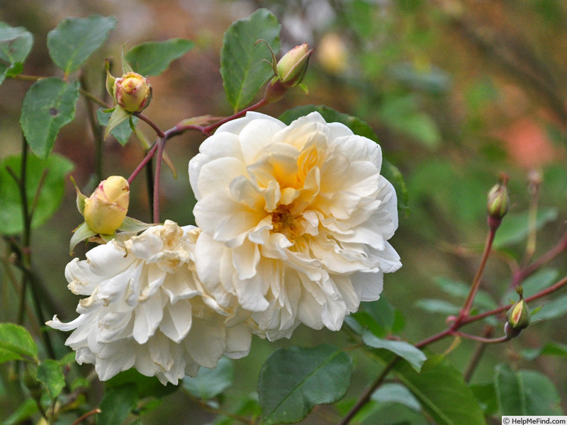 'Jenny Wren' rose photo