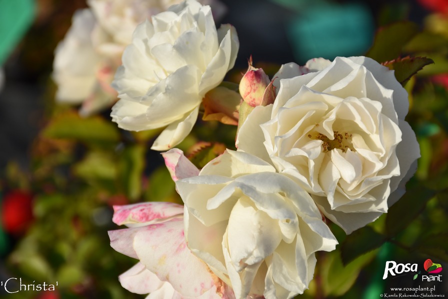 'Christa (floribunda, Braun 2009)' rose photo