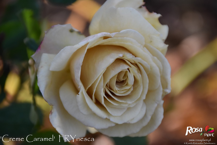 'Crème Caramel (hybrid tea, Fryer 2008)' rose photo