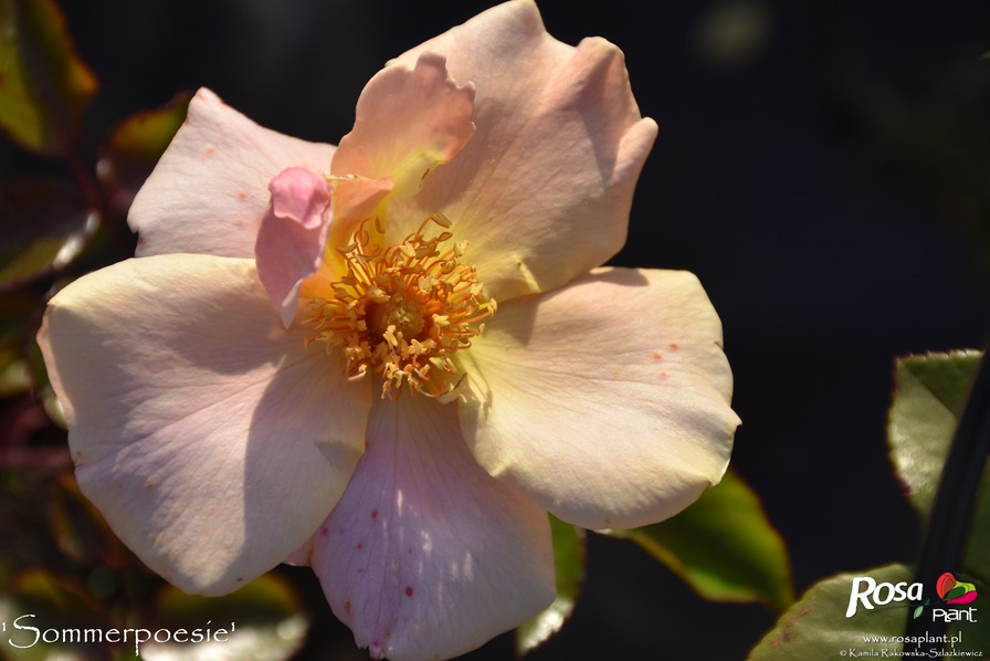 'Sommerpoesie' rose photo