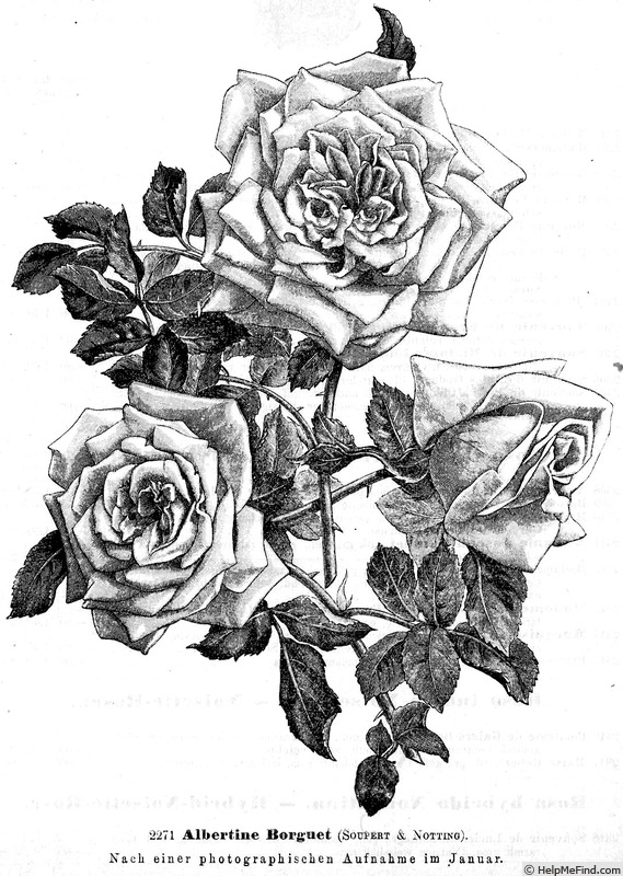 'Albertine Borguet' rose photo