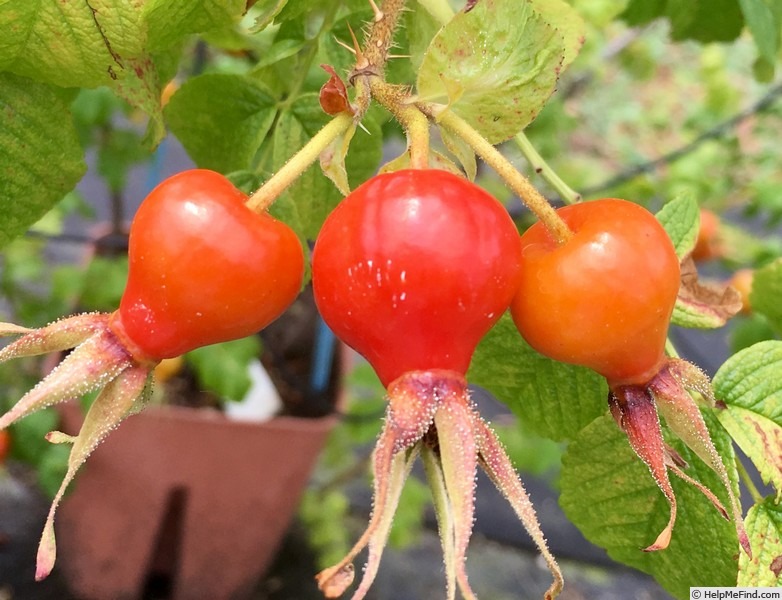 '<i>Rosa pisocarpa</i> 'Autumn Leaves'' rose photo