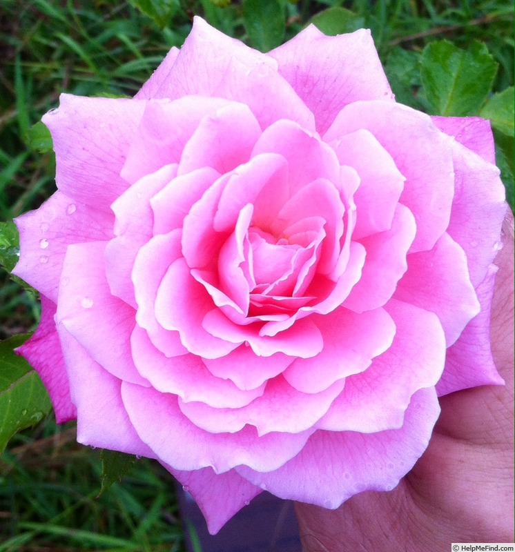 'Belinda's Dream (Shrub, Basye, 1988)' rose photo