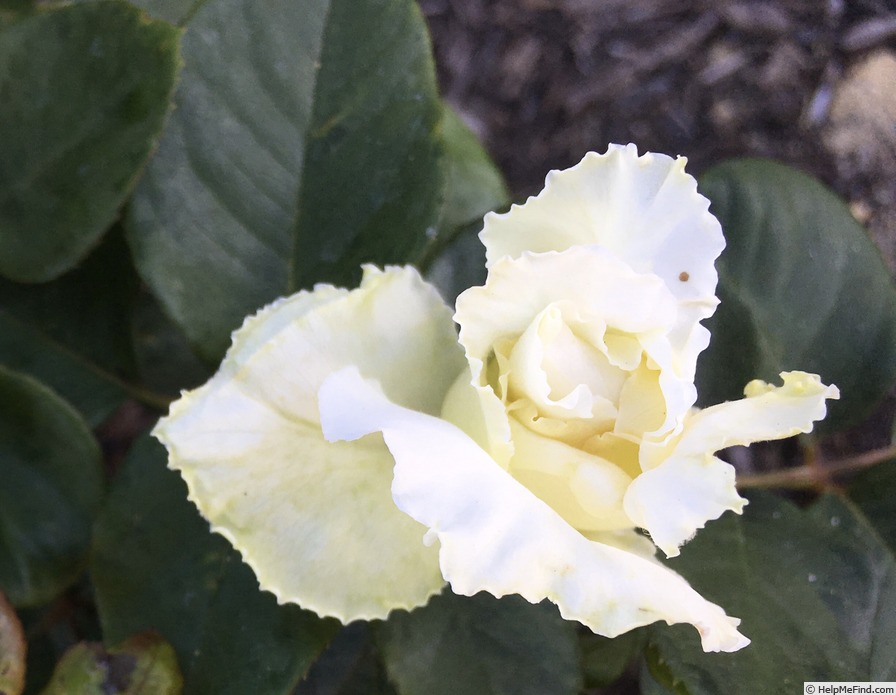 'Smooth Snowflake ™' rose photo