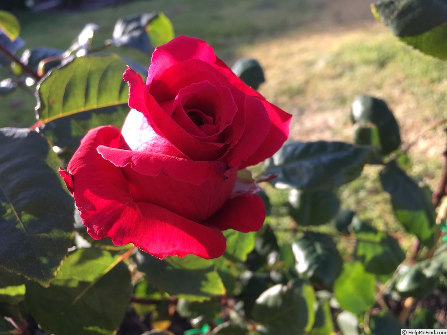 'Sir Donald Bradman' rose photo