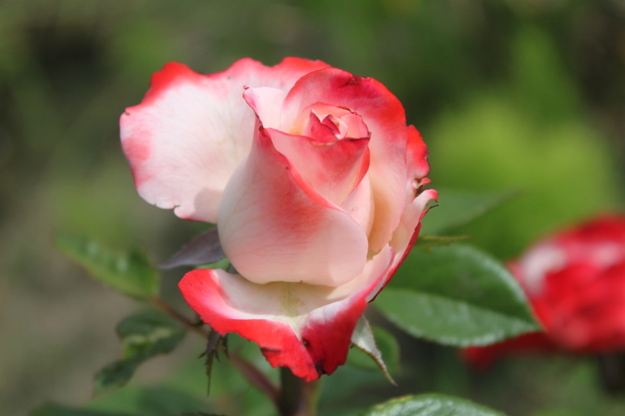 'Nostalgie ®' rose, click to enlarge 'Nostalgie ®' rose photo