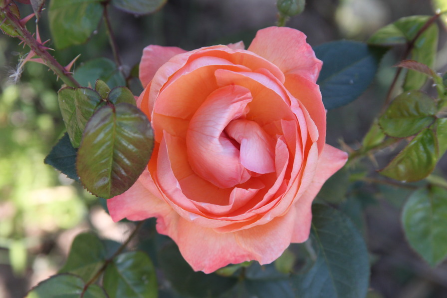 'Lady Marmalade' rose photo