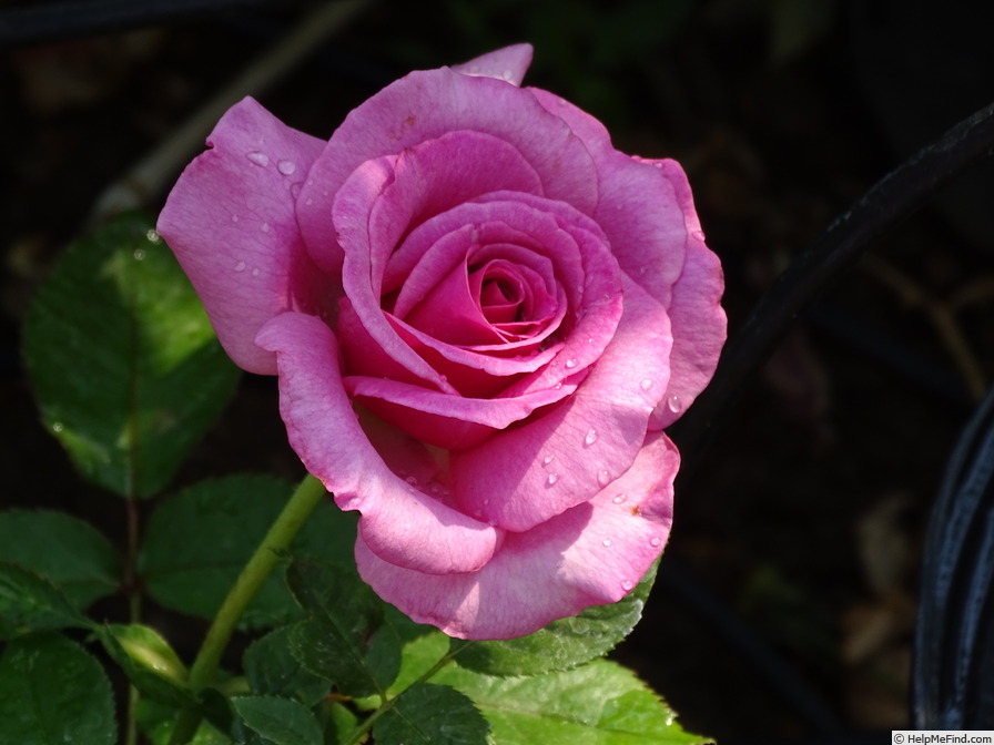 'Purple Fragrancia ™' rose photo