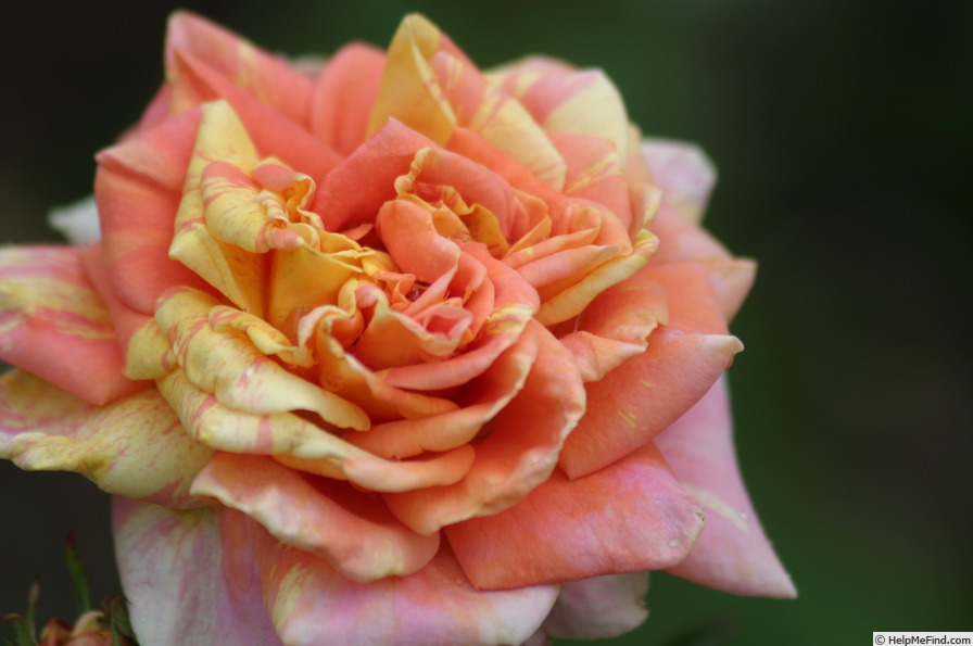 'Kihachijou' rose photo