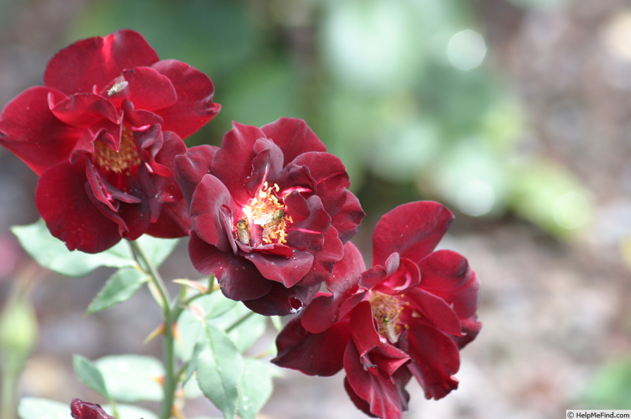 'Yoru-no-shirabe' rose photo