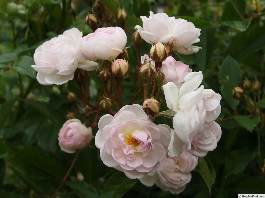 'Hafosana' rose photo