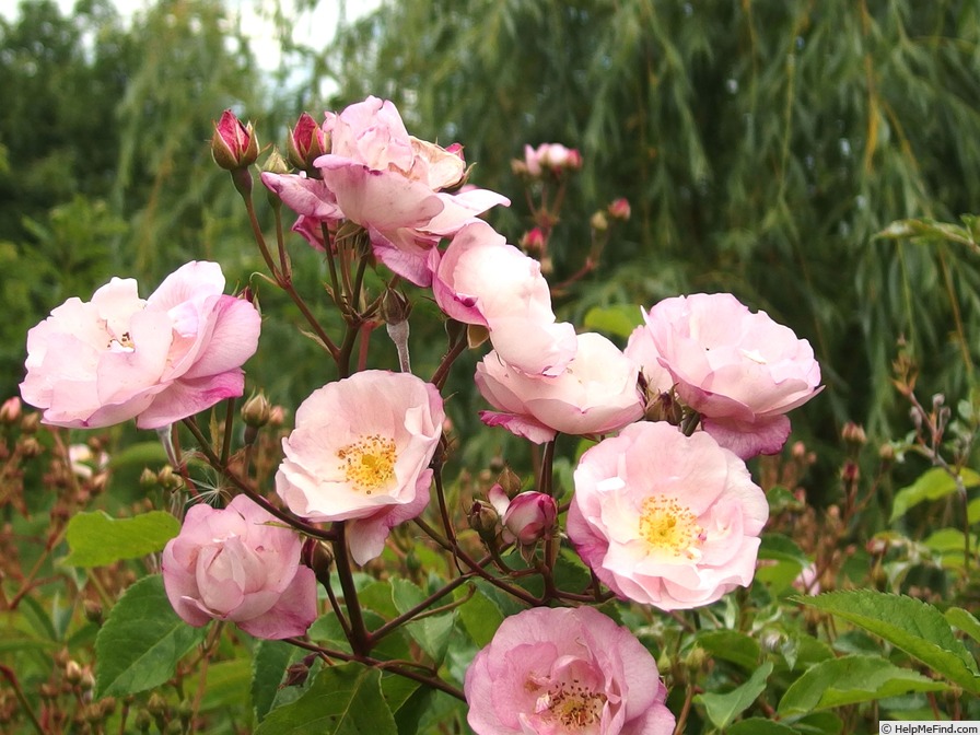 'Hafolayria' rose photo