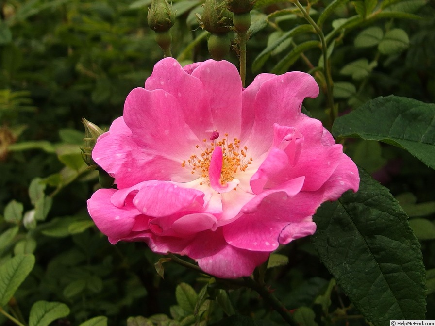 'Ayrshire Prince' rose photo