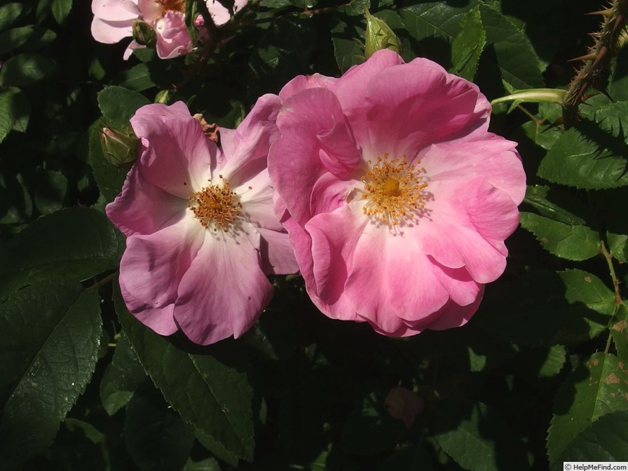 'Ayrshire Prince' rose, click to enlarge 'Ayrshire Prince' rose photo