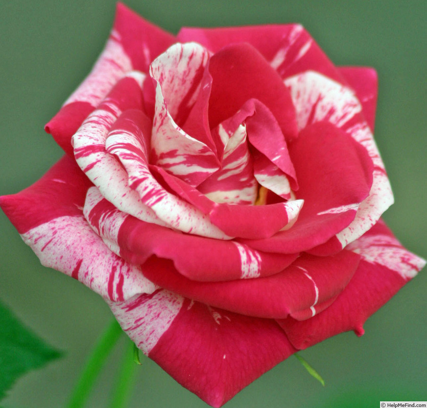 'Summer Candy' rose photo