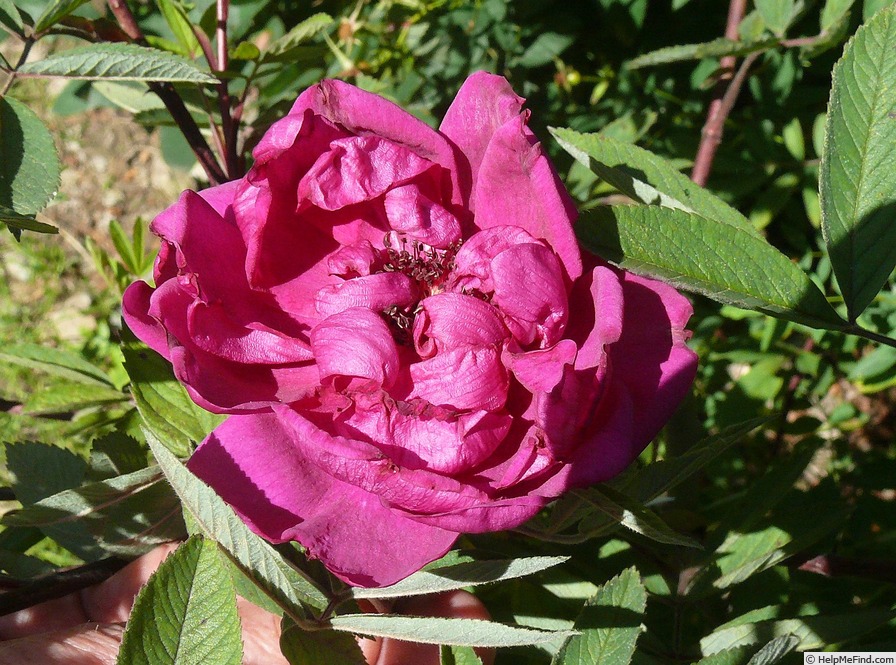 'Harotfol' rose photo