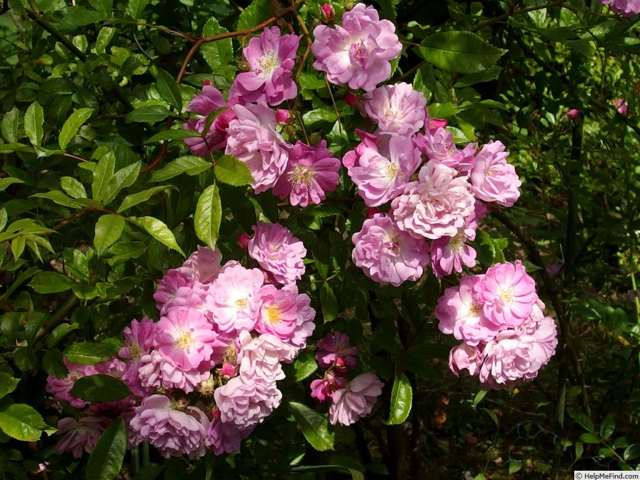 'Haschmi Pink' rose photo