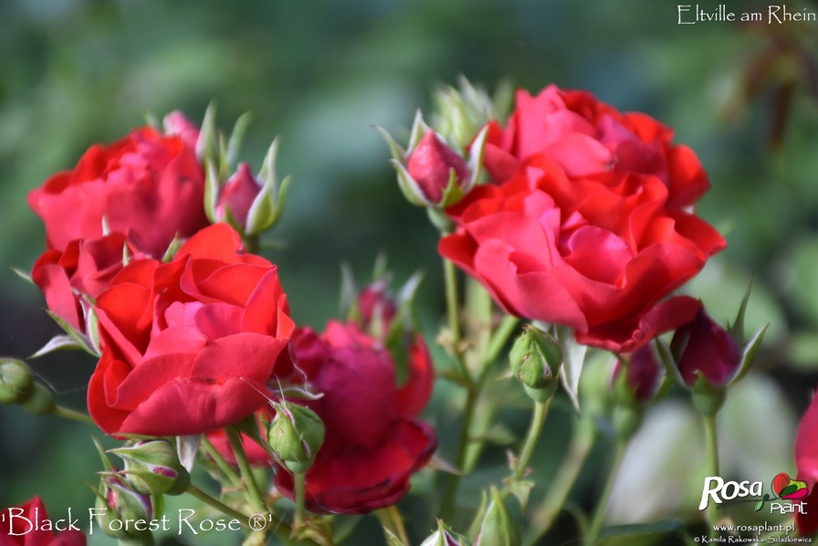 'Black Forest Rose ®' rose photo