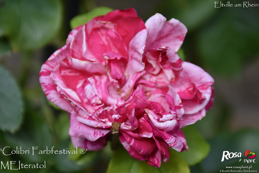 'Colibri Farbfestival ®' rose photo