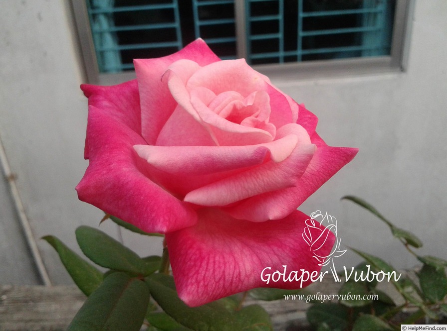 'Bahurupi' rose photo